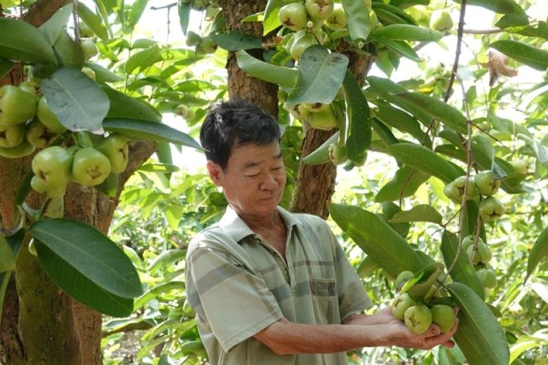 Mận xanh đường 'hồi sinh', nhà vườn miền Tây thu nhập hàng trăm triệu đồng/năm- Ảnh 1. Mận xanh đường 'hồi sinh', nhà vườn miền Tây thu nhập hàng trăm triệu đồng/năm- Ảnh 1.