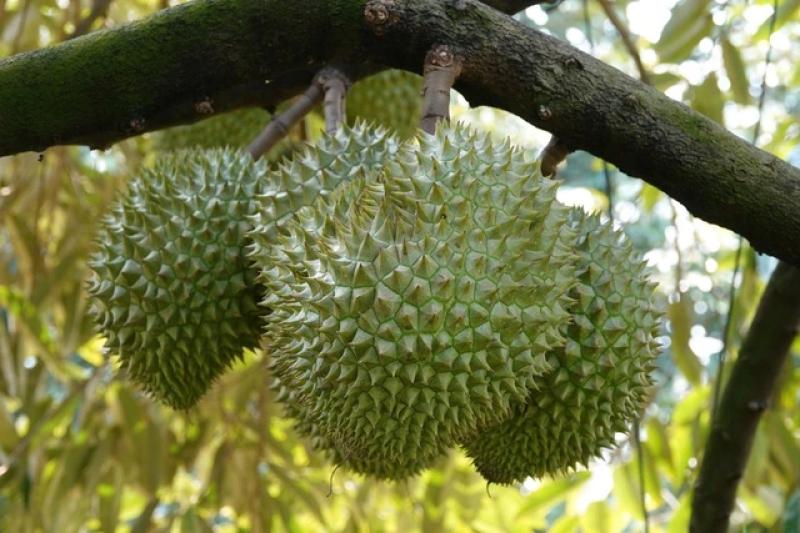Sầu riêng nhiễm cadimi 'lỗi tại ai, phải truy đến cùng' - Ảnh 1.