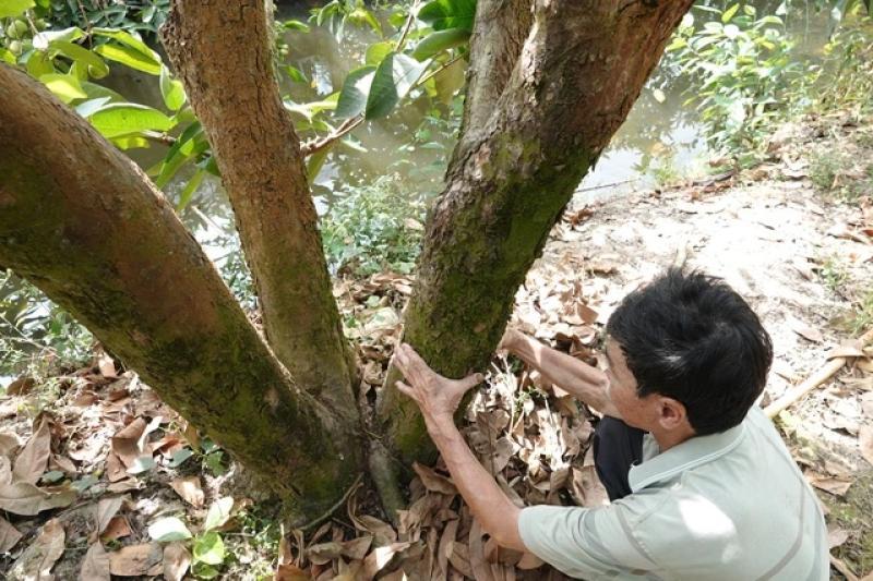 Mận xanh đường 'hồi sinh', nhà vườn miền Tây thu nhập hàng trăm triệu đồng/năm- Ảnh 3. Mận xanh đường 'hồi sinh', nhà vườn miền Tây thu nhập hàng trăm triệu đồng/năm- Ảnh 3.