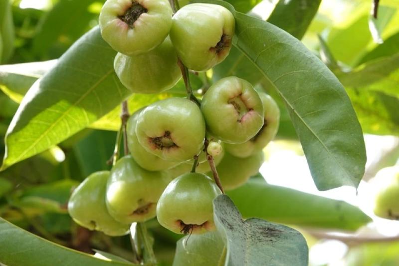 Mận xanh đường 'hồi sinh', nhà vườn miền Tây thu nhập hàng trăm triệu đồng/năm- Ảnh 7. Mận xanh đường 'hồi sinh', nhà vườn miền Tây thu nhập hàng trăm triệu đồng/năm- Ảnh 7.