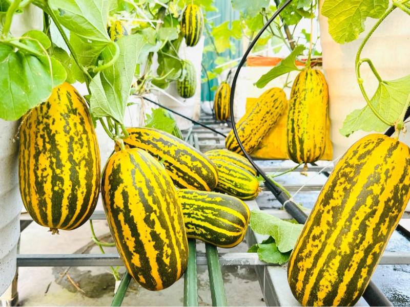 Vườn dưa trên sân thượng của người phụ nữ đẹp mê, quả chín vàng ruộm - Ảnh 1.