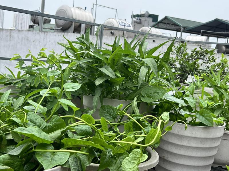 Vườn dưa trên sân thượng của người phụ nữ đẹp mê, quả chín vàng ruộm - Ảnh 8.
