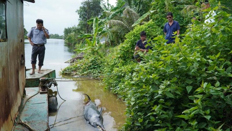 Cá heo bị chĩa sắt đâm trên sông Gành Hào chết sau hai ngày được giải cứu - Ảnh 2.
