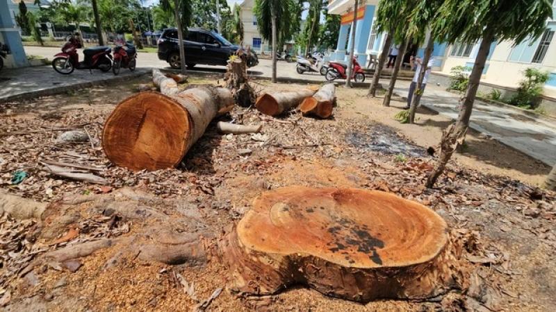 Chặt hạ cổ thụ trước ngày sáp nhập: Phá hoại tài sản công? - Ảnh 1.