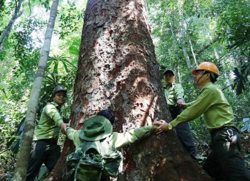 Niêm phong kho báu rừng lim cổ thụ tại Quảng Nam giữa đại ngàn Trường Sơn - Ảnh 2. Niêm phong kho báu rừng lim cổ thụ tại Quảng Nam giữa đại ngàn Trường Sơn - Ảnh 2.