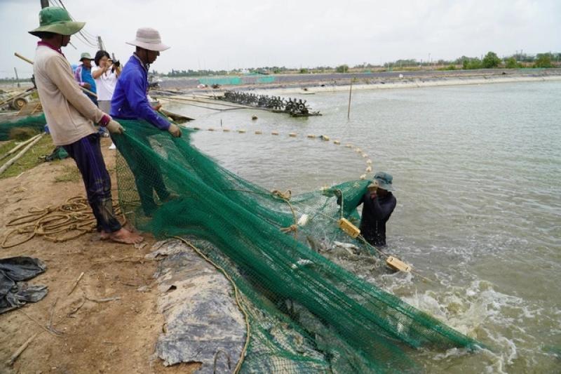 Rẽ hướng từ tôm sang cá chẽm, nông dân miền Tây thu lãi hàng trăm tỉ đồng- Ảnh 3. Rẽ hướng từ tôm sang cá chẽm, nông dân miền Tây thu lãi hàng trăm tỉ đồng- Ảnh 3.