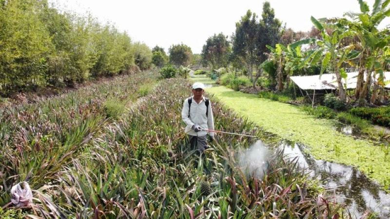 Trồng khóm hữu cơ kết hợp nuôi ốc lác, nông dân miền Tây kiếm bộn tiền- Ảnh 2. Trồng khóm hữu cơ kết hợp nuôi ốc lác, nông dân miền Tây kiếm bộn tiền- Ảnh 2.