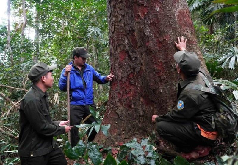 Niêm phong kho báu rừng lim cổ thụ tại Quảng Nam giữa đại ngàn Trường Sơn - Ảnh 3. Niêm phong kho báu rừng lim cổ thụ tại Quảng Nam giữa đại ngàn Trường Sơn - Ảnh 3.