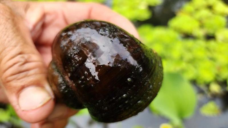 Trồng khóm hữu cơ kết hợp nuôi ốc lác, nông dân miền Tây kiếm bộn tiền- Ảnh 3. Trồng khóm hữu cơ kết hợp nuôi ốc lác, nông dân miền Tây kiếm bộn tiền- Ảnh 3.