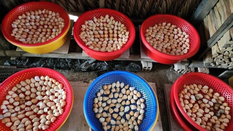 Trồng khóm hữu cơ kết hợp nuôi ốc lác, nông dân miền Tây kiếm bộn tiền- Ảnh 4. Trồng khóm hữu cơ kết hợp nuôi ốc lác, nông dân miền Tây kiếm bộn tiền- Ảnh 4.