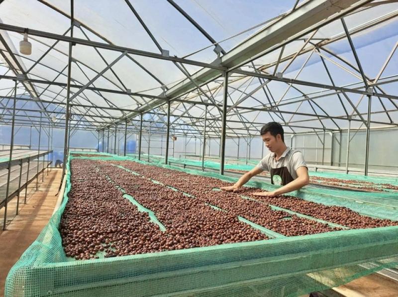 Người trồng cà phê chỉ ra cách nhận biết loại nào có trộn đậu nành - Ảnh 1.
