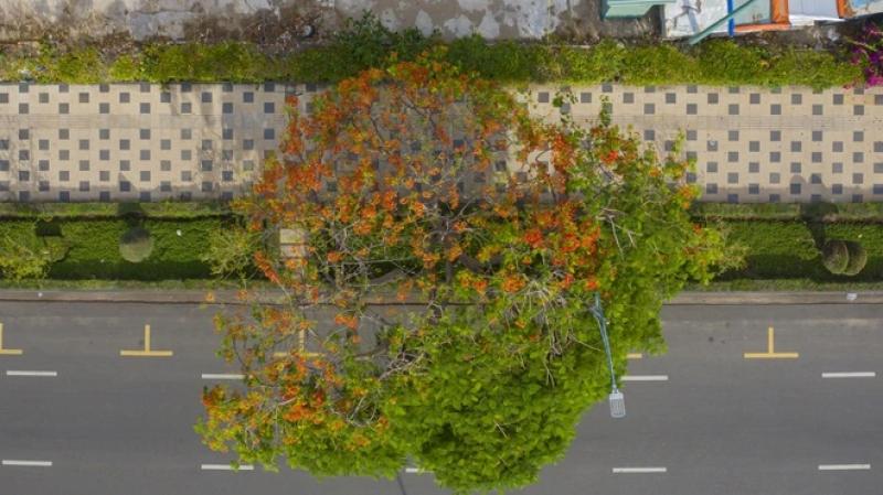 Cây phượng nửa lá nửa hoa độc lạ ở Vũng Tàu khiến du khách ngỡ ngàng hè 2025 - Ảnh 7. Cây phượng nửa lá nửa hoa độc lạ ở Vũng Tàu khiến du khách ngỡ ngàng hè 2025 - Ảnh 7.