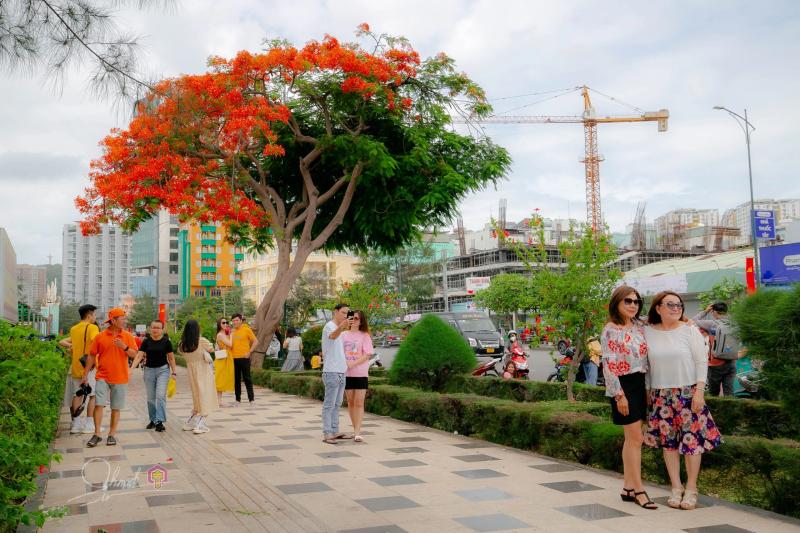 Cây phượng nửa lá nửa hoa độc lạ ở Vũng Tàu khiến du khách ngỡ ngàng hè 2025 - Ảnh 3. Cây phượng nửa lá nửa hoa độc lạ ở Vũng Tàu khiến du khách ngỡ ngàng hè 2025 - Ảnh 3.
