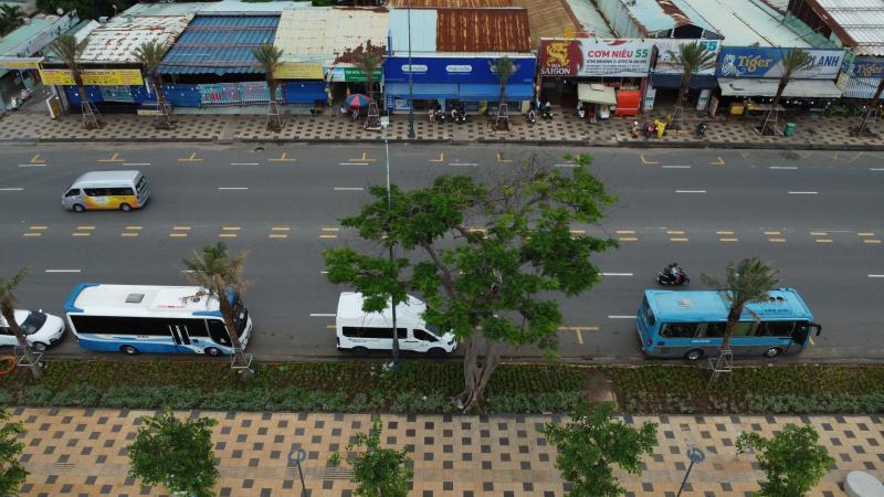 Cây phượng nửa lá nửa hoa độc lạ ở Vũng Tàu khiến du khách ngỡ ngàng hè 2025 - Ảnh 2. Cây phượng nửa lá nửa hoa độc lạ ở Vũng Tàu khiến du khách ngỡ ngàng hè 2025 - Ảnh 2.