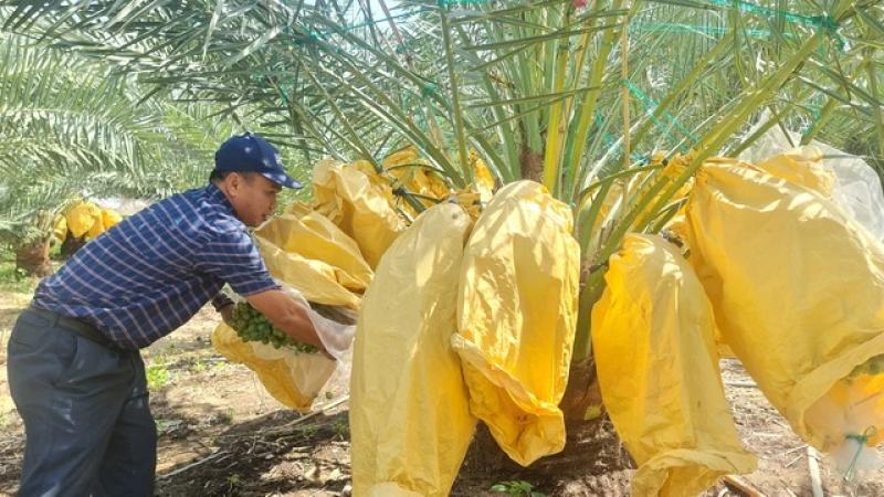 Vườn chà là tiền tỉ tuyệt đẹp ở Ninh Thuận- Ảnh 5. Vườn chà là tiền tỉ tuyệt đẹp ở Ninh Thuận- Ảnh 5.