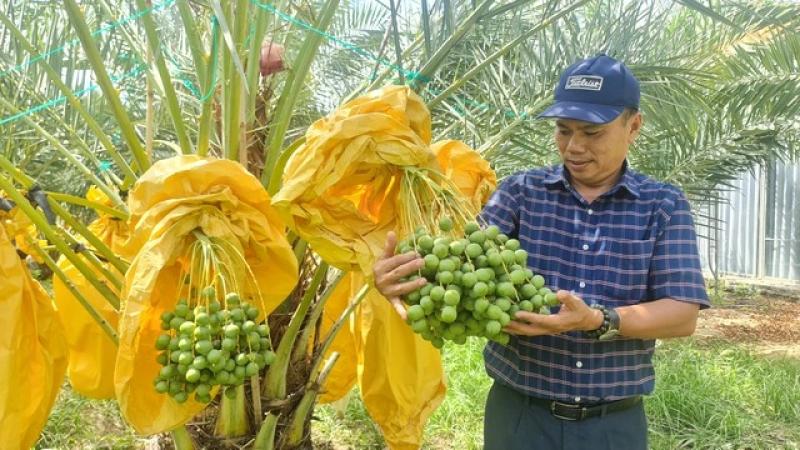 Vườn chà là tiền tỉ tuyệt đẹp ở Ninh Thuận- Ảnh 2. Vườn chà là tiền tỉ tuyệt đẹp ở Ninh Thuận- Ảnh 2.