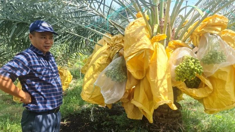 Vườn chà là tiền tỉ tuyệt đẹp ở Ninh Thuận- Ảnh 4. Vườn chà là tiền tỉ tuyệt đẹp ở Ninh Thuận- Ảnh 4.