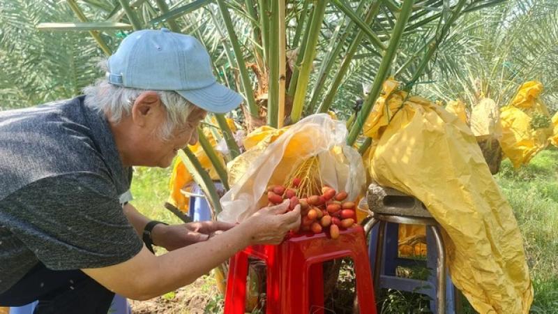 Vườn chà là tiền tỉ tuyệt đẹp ở Ninh Thuận- Ảnh 6. Vườn chà là tiền tỉ tuyệt đẹp ở Ninh Thuận- Ảnh 6.