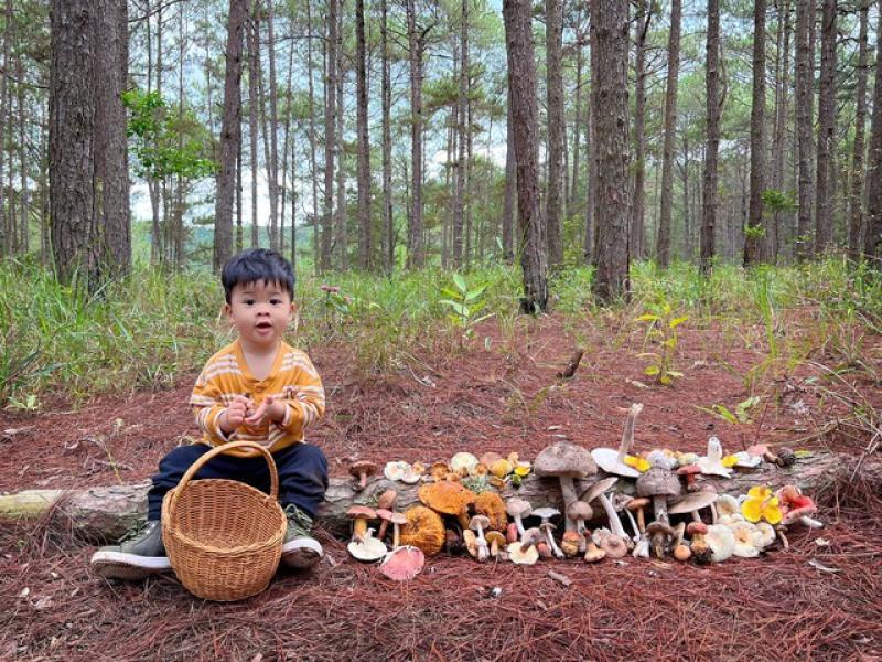 Hè 2025: Vào rừng hái nấm ở Đà Lạt, trẻ em học kỹ năng sống từ thiên nhiên - Ảnh 2. Hè 2025: Vào rừng hái nấm ở Đà Lạt, trẻ em học kỹ năng sống từ thiên nhiên - Ảnh 2.