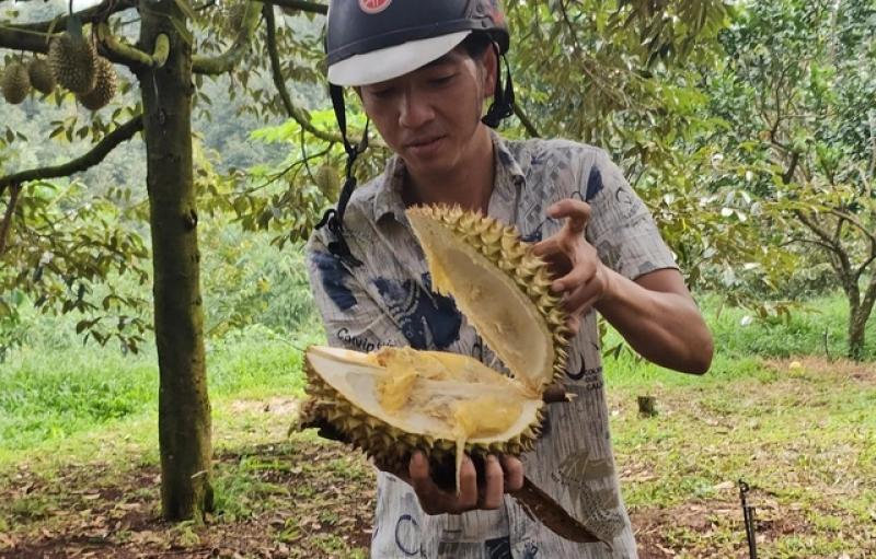 - Ảnh 2. Đồng Nai: Sầu riêng chín rụng, thương lái lẫn chủ vườn đều 'khóc' - Ảnh 2.