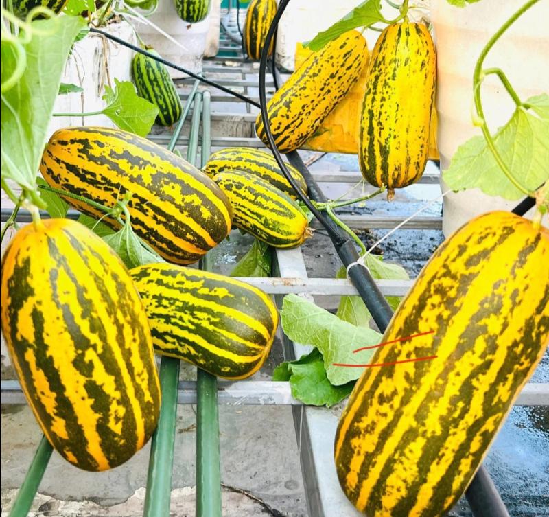 Vườn dưa trên sân thượng của người phụ nữ đẹp mê, quả chín vàng ruộm - Ảnh 3.