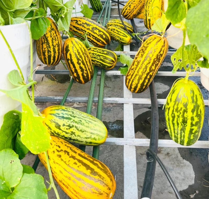Vườn dưa trên sân thượng của người phụ nữ đẹp mê, quả chín vàng ruộm - Ảnh 4.