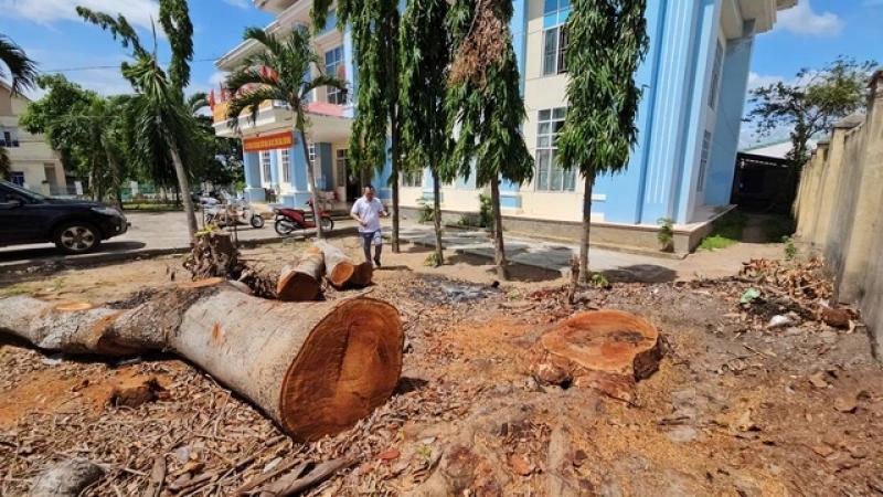 Chặt hạ cổ thụ trước ngày sáp nhập: Phá hoại tài sản công? - Ảnh 2.
