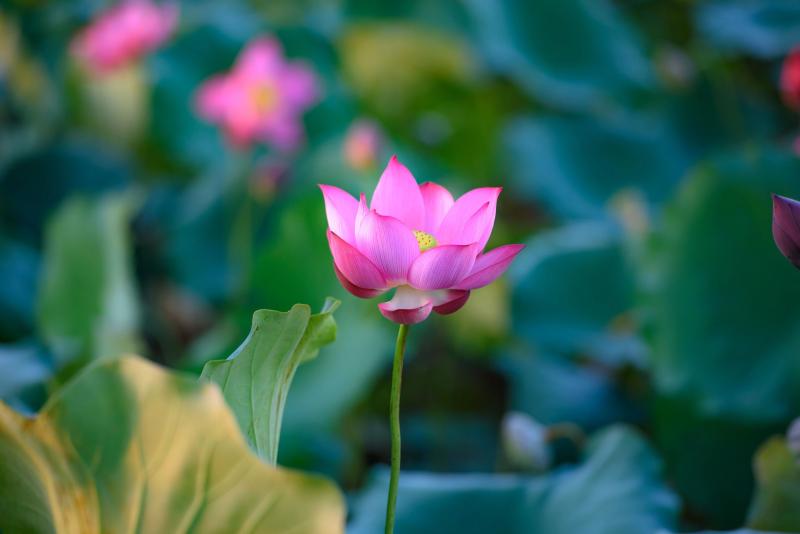 Chiêm ngưỡng cảnh đẹp đầy mê hoặc của đầm sen Trà Lý- Ảnh 10. Chiêm ngưỡng cảnh đẹp đầy mê hoặc của đầm sen Trà Lý- Ảnh 10.