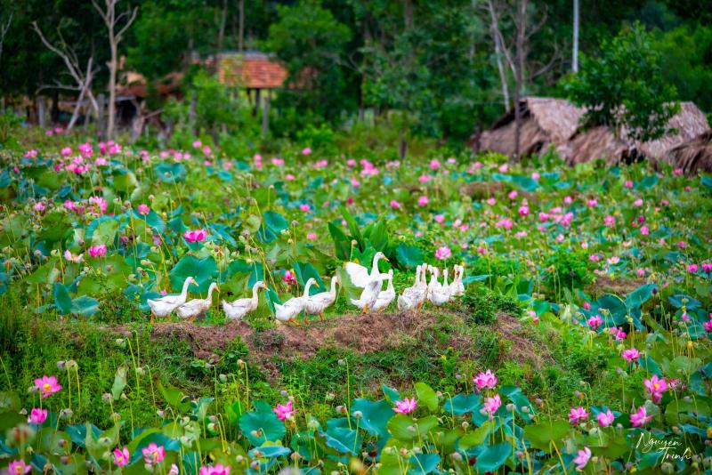 Chiêm ngưỡng cảnh đẹp đầy mê hoặc của đầm sen Trà Lý- Ảnh 2. Chiêm ngưỡng cảnh đẹp đầy mê hoặc của đầm sen Trà Lý- Ảnh 2.
