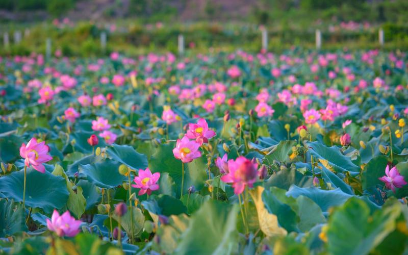 Chiêm ngưỡng cảnh đẹp đầy mê hoặc của đầm sen Trà Lý- Ảnh 3. Chiêm ngưỡng cảnh đẹp đầy mê hoặc của đầm sen Trà Lý- Ảnh 3.