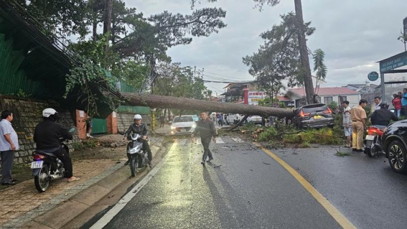 Thông cổ thụ bật gốc đè ô tô tại Đà Lạt gây ách tắc giao thông - Ảnh 3. Thông cổ thụ bật gốc đè ô tô tại Đà Lạt gây ách tắc giao thông - Ảnh 3.