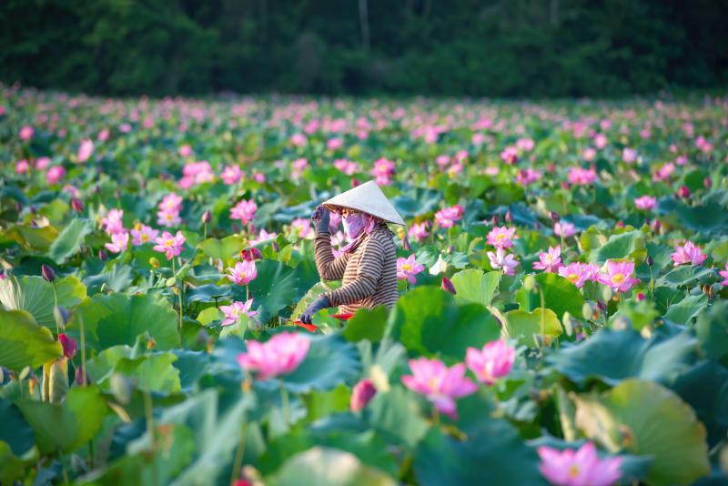 Chiêm ngưỡng cảnh đẹp đầy mê hoặc của đầm sen Trà Lý- Ảnh 8. Chiêm ngưỡng cảnh đẹp đầy mê hoặc của đầm sen Trà Lý- Ảnh 8.