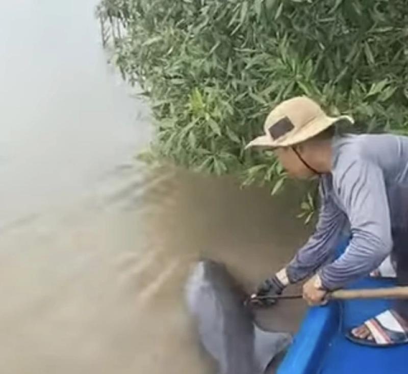 Ngư dân Cà Mau giải cứu cá heo bị chỉa đâm trên sông Gành Hào - Ảnh 1.