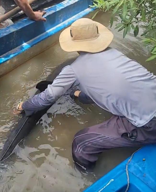 Ngư dân Cà Mau giải cứu cá heo bị chỉa đâm trên sông Gành Hào - Ảnh 3.