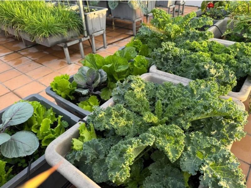 Gia đình doanh nhân Cần Thơ: 5 năm ăn rau sạch trên sân thượng - Ảnh 4.