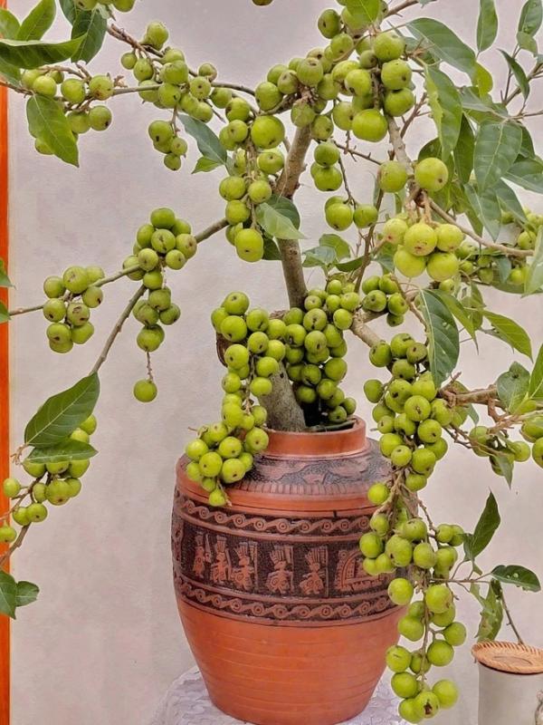 Cô giáo Phú Thọ gây sốt với thú chơi cắm cành trái cây độc đáo , đặc biệt là dừa - Ảnh 4. Cô giáo Phú Thọ gây sốt với thú chơi cắm cành trái cây độc đáo , đặc biệt là dừa - Ảnh 4.