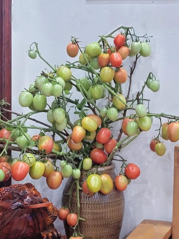Cô giáo Phú Thọ gây sốt với thú chơi cắm cành trái cây độc đáo , đặc biệt là dừa - Ảnh 5. Cô giáo Phú Thọ gây sốt với thú chơi cắm cành trái cây độc đáo , đặc biệt là dừa - Ảnh 5.
