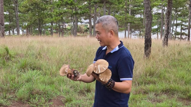 300 Lòai nấm rừng Đà Lạt: Cẩn thận nhầm ' lộc trời ' với ' nấm tử thần ' - Ảnh 5. 300 Lòai nấm rừng Đà Lạt: Cẩn thận nhầm ' lộc trời ' với ' nấm tử thần ' - Ảnh 5.