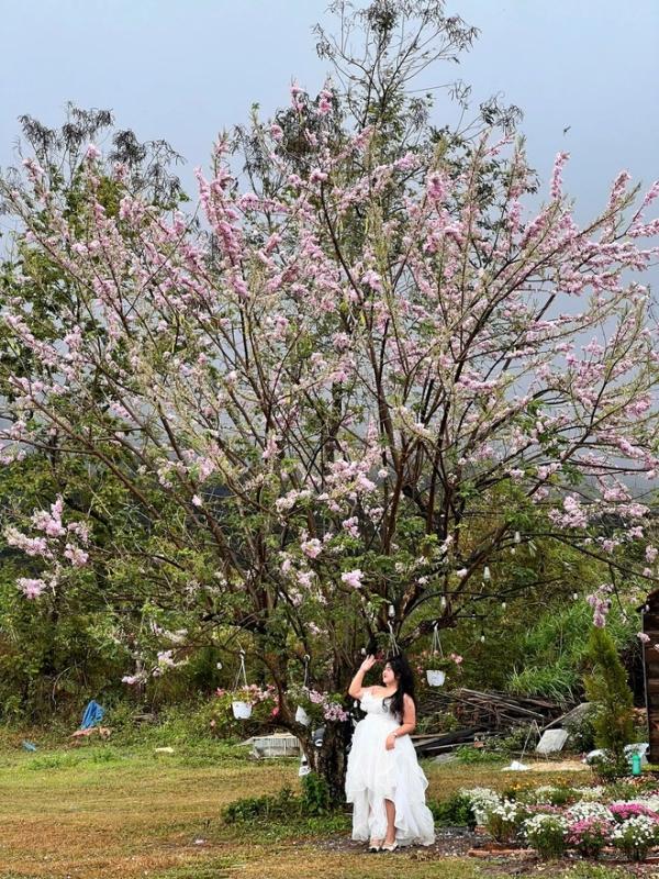 Một khu vườn thơ mộng, ngập tràn hoa lá khiến ai ghé thăm cũng phải trầm trồ- Ảnh 6. Một khu vườn thơ mộng, ngập tràn hoa lá khiến ai ghé thăm cũng phải trầm trồ- Ảnh 6.