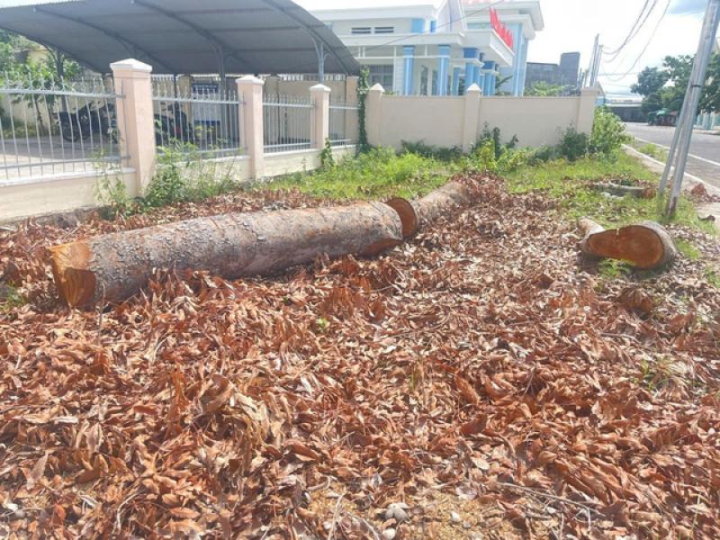 Hàng loạt cây gỗ lớn trong trụ sở UBND phường bị đốn hạ: Yêu cầu giải trình - Ảnh 3.