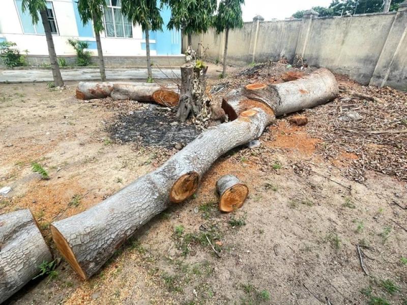 Hàng loạt cây gỗ lớn trong trụ sở UBND phường bị đốn hạ: Yêu cầu giải trình - Ảnh 1.