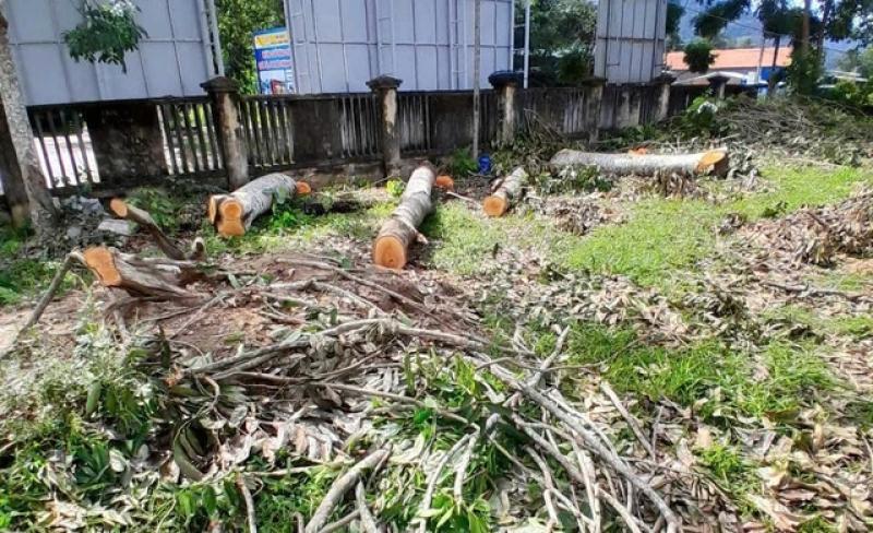 Cưa cây xanh trong trụ sở UBND xã Vĩnh Kim gây qũy: Lãnh đạo nhận khuyết điểm - Ảnh 1. Cưa cây xanh trong trụ sở UBND xã Vĩnh Kim gây qũy: Lãnh đạo nhận khuyết điểm - Ảnh 1.