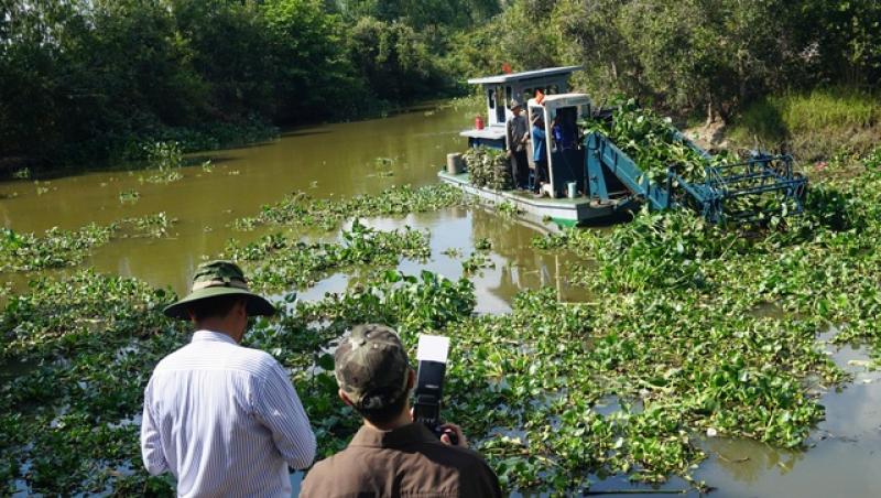 Thân phận lục bình Nam bộ: Dược liệu quý hay của nợ?- Ảnh 2. Thân phận lục bình Nam bộ: Dược liệu quý hay của nợ?- Ảnh 2.