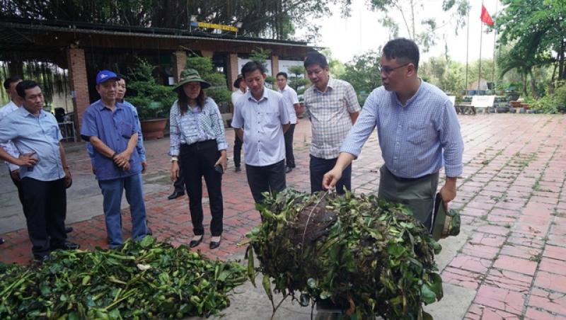 Thân phận lục bình Nam bộ: Dược liệu quý hay của nợ?- Ảnh 3. Thân phận lục bình Nam bộ: Dược liệu quý hay của nợ?- Ảnh 3.
