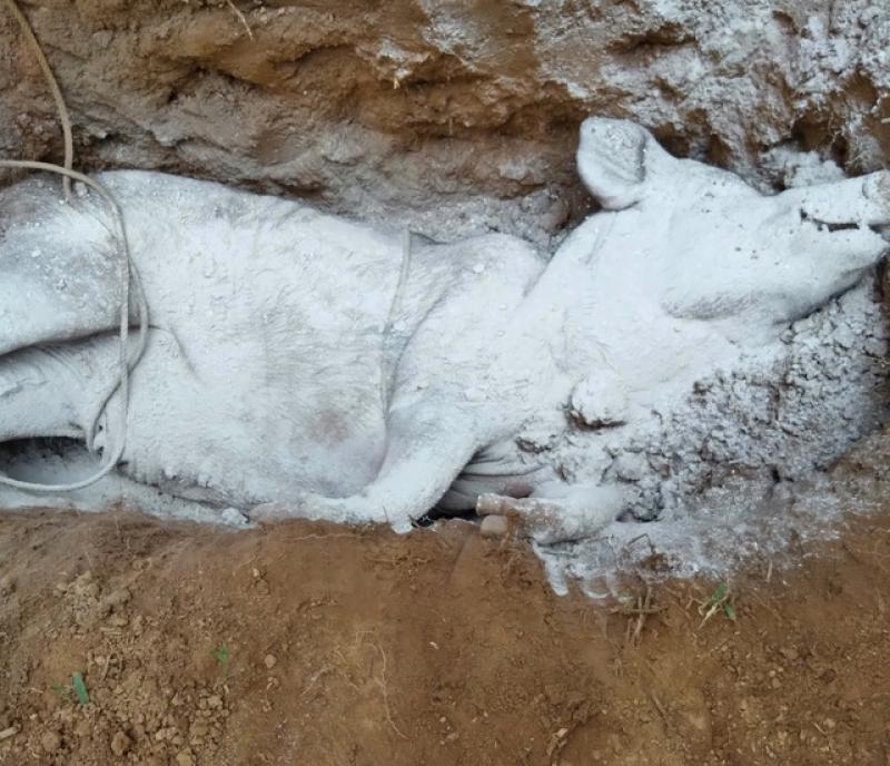 Lợn chết hàng loạt, người đứng đầu ngành nông nghiệp TP.Huế nói: 'Đang kiểm soát dịch bệnh'- Ảnh 4. Lợn chết hàng loạt, người đứng đầu ngành nông nghiệp TP.Huế nói: 'Đang kiểm soát dịch bệnh'- Ảnh 4.