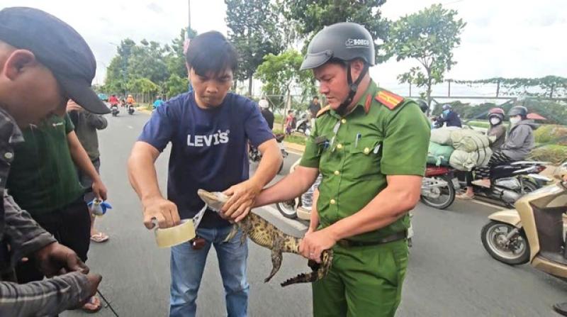 Bàn giao cá sấu bắt được dưới kênh Nước Đen ở TP.HCM cho kiểm lâm cứu hộ- Ảnh 1. Bàn giao cá sấu bắt được dưới kênh Nước Đen ở TP.HCM cho kiểm lâm cứu hộ- Ảnh 1.