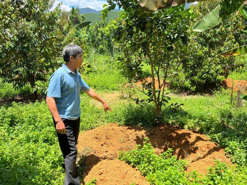 Lợn chết hàng loạt, người đứng đầu ngành nông nghiệp TP.Huế nói: 'Đang kiểm soát dịch bệnh'- Ảnh 1. Lợn chết hàng loạt, người đứng đầu ngành nông nghiệp TP.Huế nói: 'Đang kiểm soát dịch bệnh'- Ảnh 1.