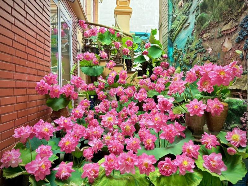 Người phụ nữ cắm hoa sen khắp cầu thang, dân mạng ngỡ là bình hoa 'khổng lồ' - Ảnh 1.