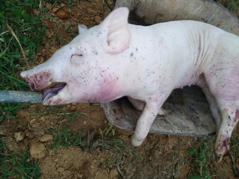 Lợn chết hàng loạt, người đứng đầu ngành nông nghiệp TP.Huế nói: 'Đang kiểm soát dịch bệnh'- Ảnh 3. Lợn chết hàng loạt, người đứng đầu ngành nông nghiệp TP.Huế nói: 'Đang kiểm soát dịch bệnh'- Ảnh 3.