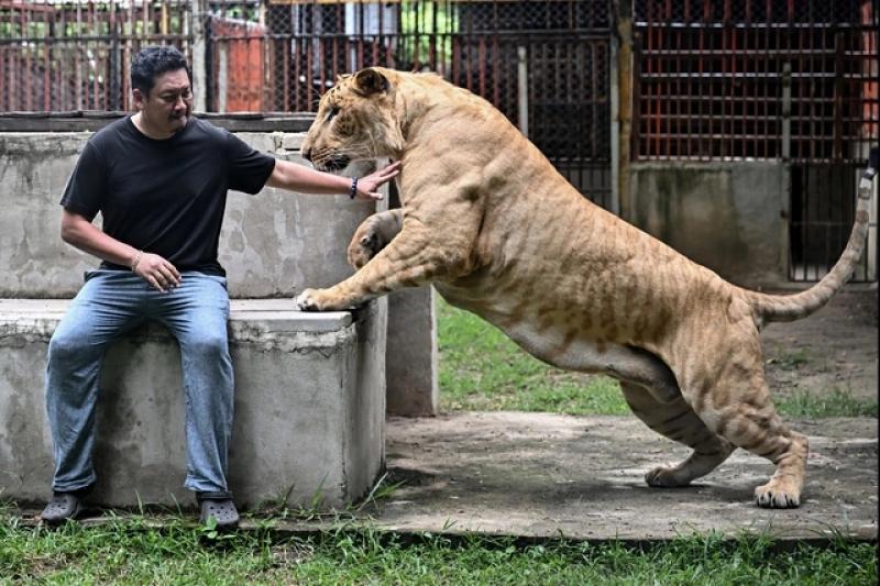 Xu hướng nuôi sư tử làm thú cưng gây tranh cãi ở Thái Lan - Ảnh 1. Xu hướng nuôi sư tử làm thú cưng gây tranh cãi ở Thái Lan - Ảnh 1.